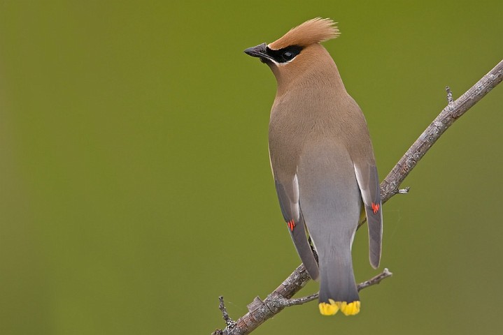 Zedernseidenschwanz Bombycilla cedrorum Cedar Waxwing